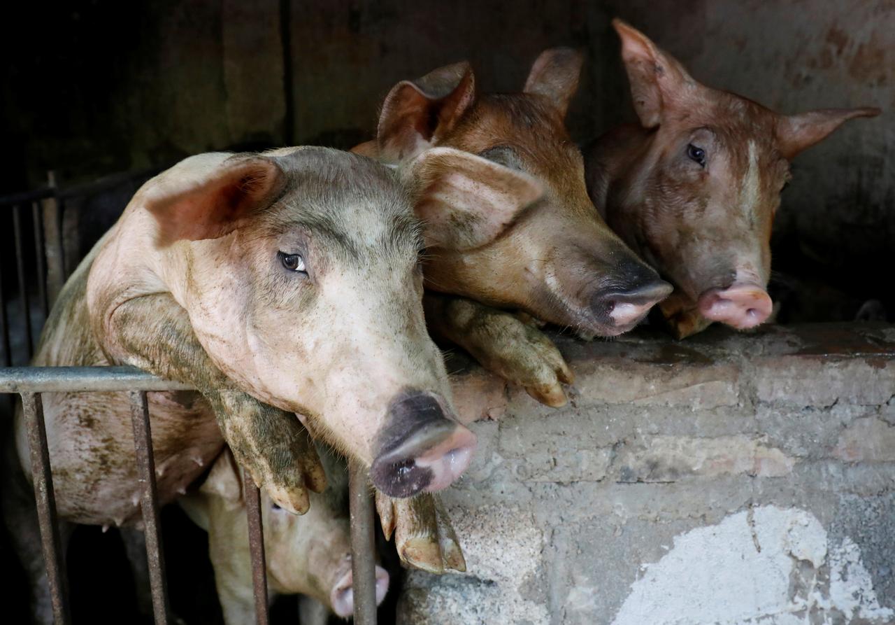 Vietnam culls 4.7 million pigs as African swine fever spreads