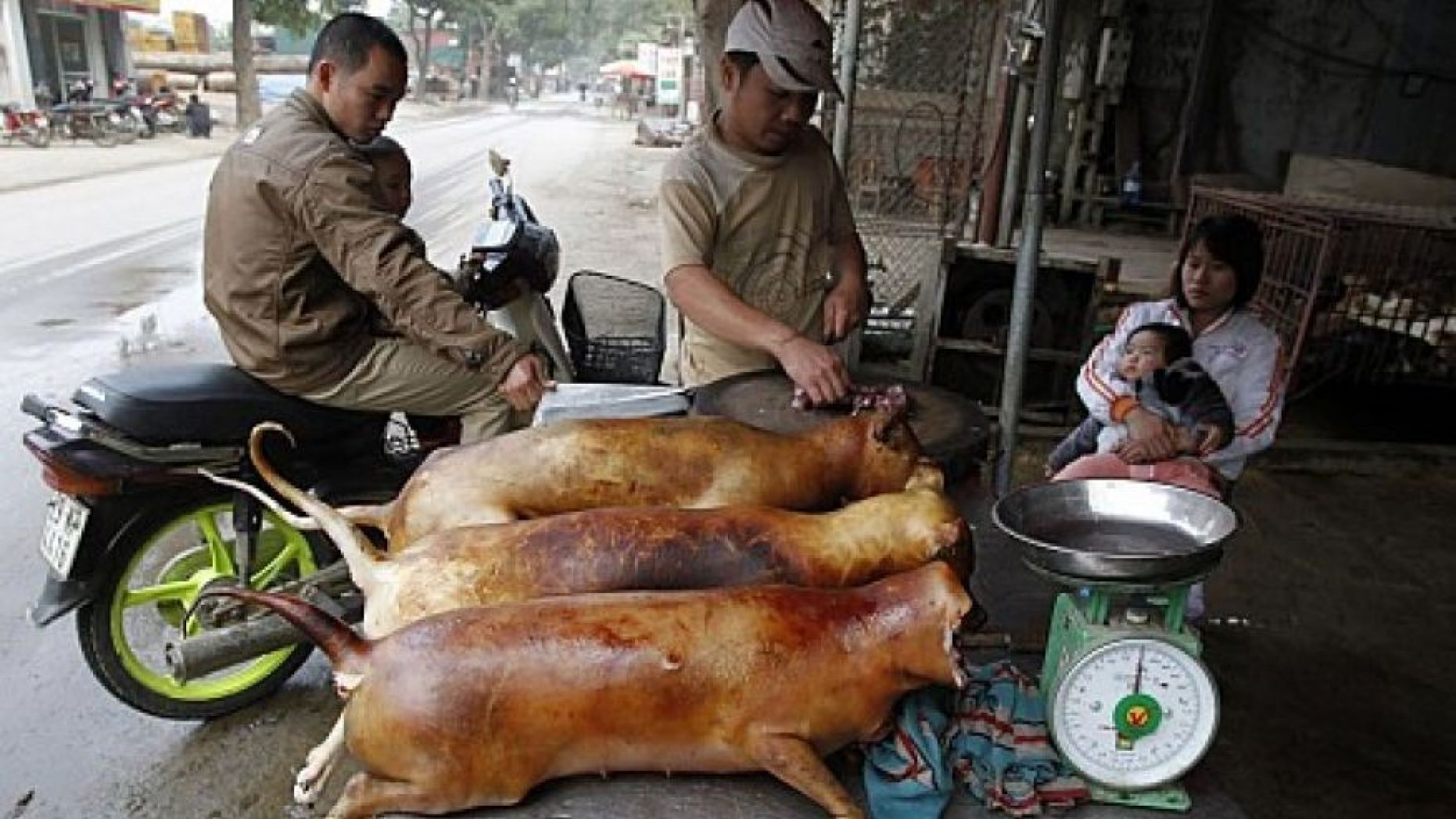 Ho Chi Minh City advises citizens to shun dog meat
