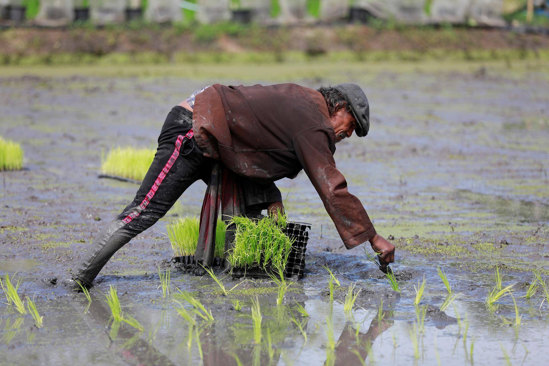 Asia Rice-Firm rupee lifts Indian rates; Vietnam prices hold near 12-year low