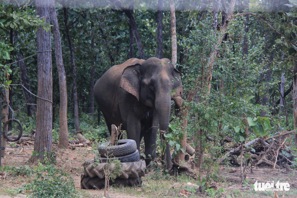 GPS tracking proposed for wild elephants in Vietnam’s Central Highlands