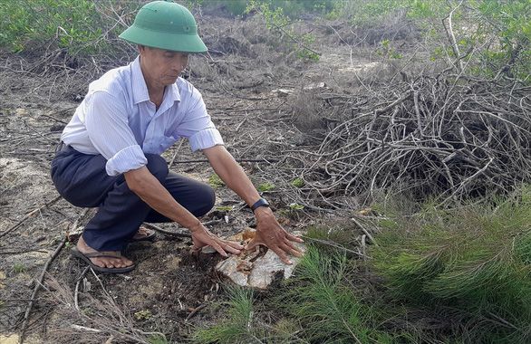140 hectares of once protection forest wiped out in south-central Vietnam