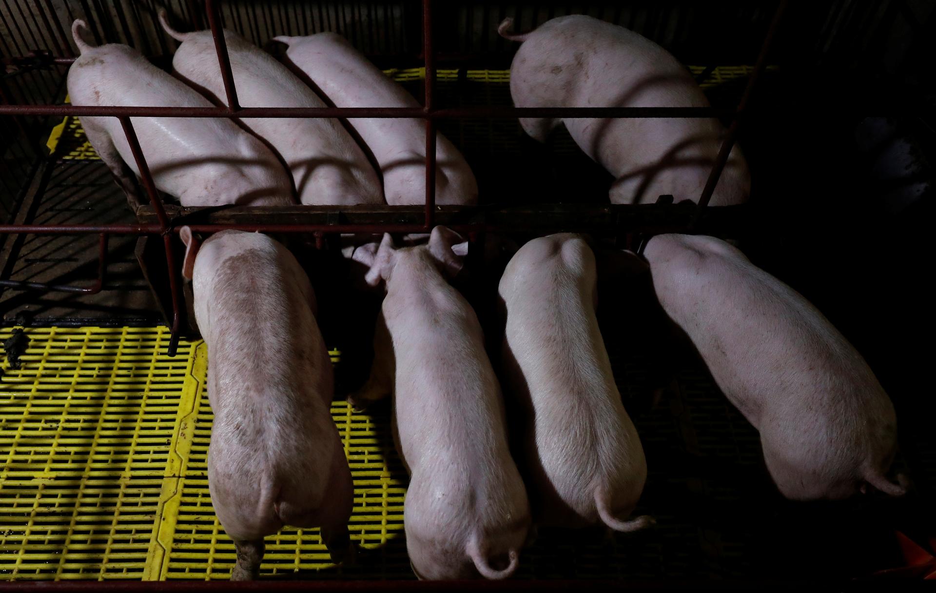 Southeast Asia catches swine fever, U.S. crop exporters get the chills