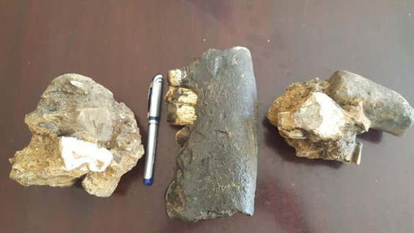 Fossils of rhino species dating back up to 50,000 years discovered in Vietnam