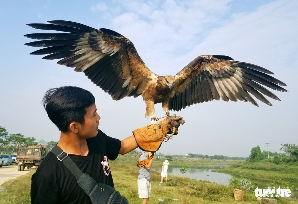 Birds of prey amuse audience at annual contest in Hanoi