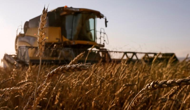 Russia resumes wheat export to Vietnam: TASS
