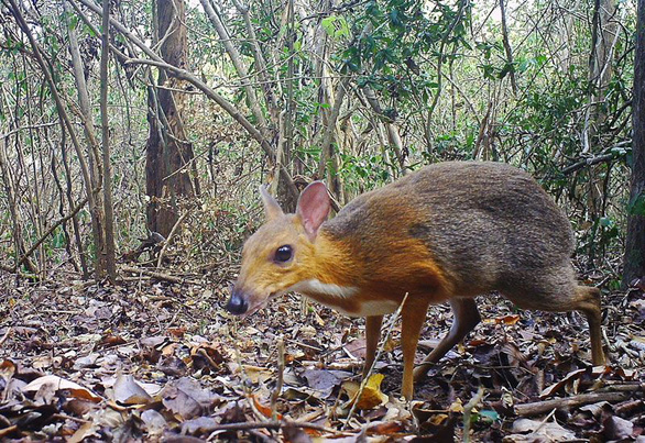 Mouse deer feared extinct spotted in Vietnam after 30 years