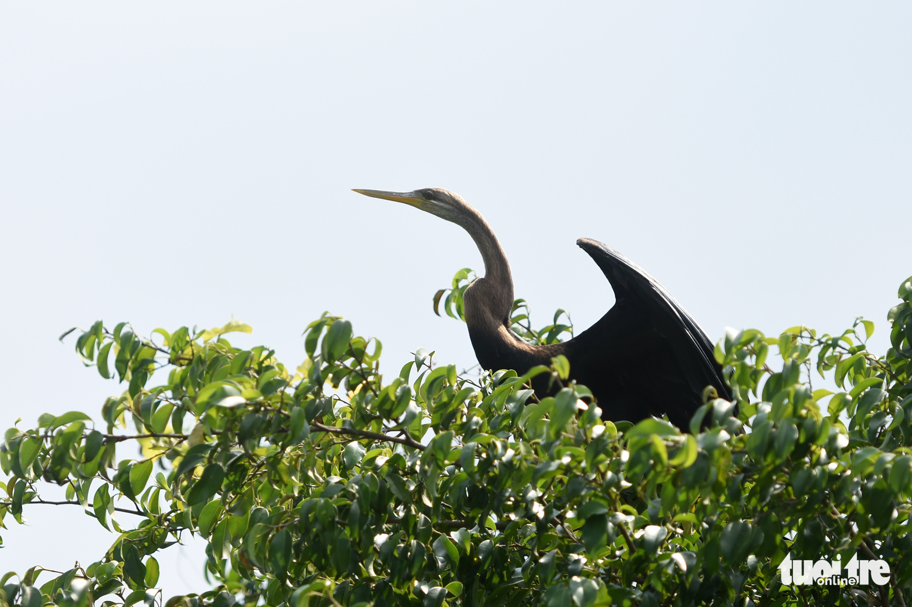 Rare snakebirds spotted in southern Vietnamese province