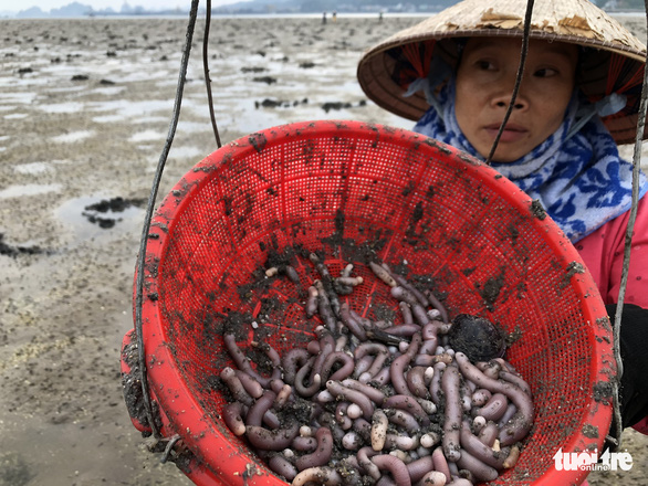 Vietnamese fisherwomen rake in big bucks with local sea worms