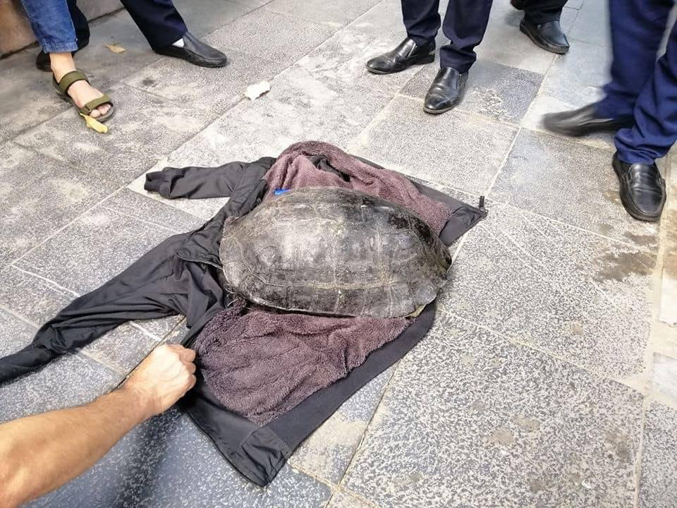 Hanoi man caught capturing 10kg turtle from iconic Hoan Kiem Lake