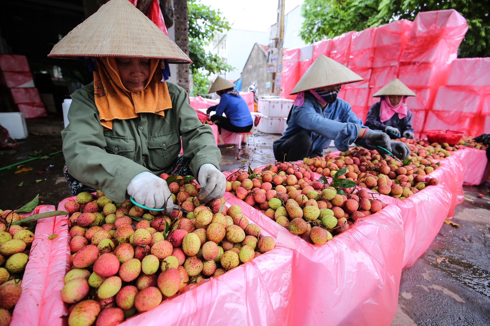 Vietnam to export fresh lychee to Japan after five years of negotiation