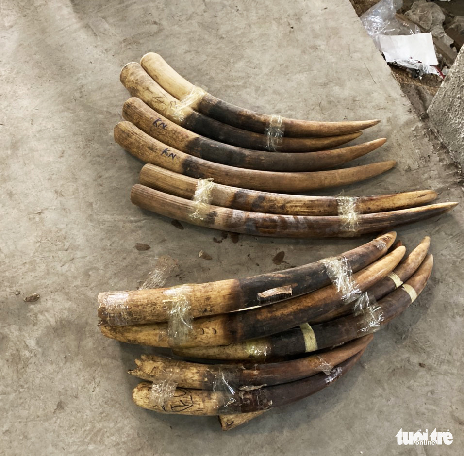 Vietnam seizes two tonnes of ivory, pangolin scales
