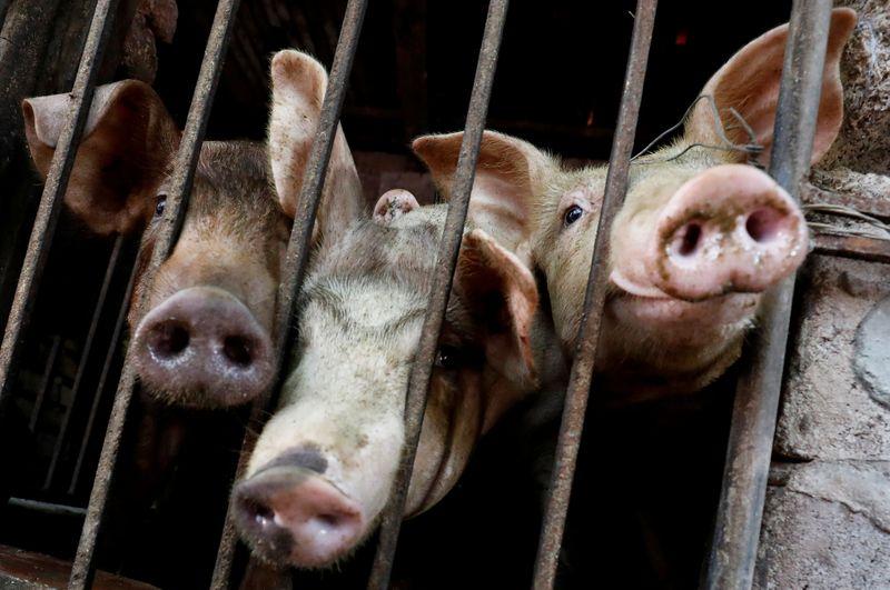 Vietnam's pork imports more than double amid swine fever outbreak