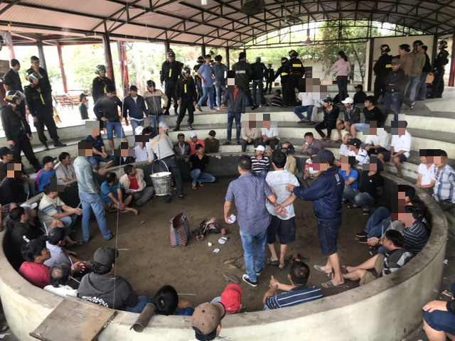 Police arrest 13 in cockfight gambling ring in south-central Vietnam