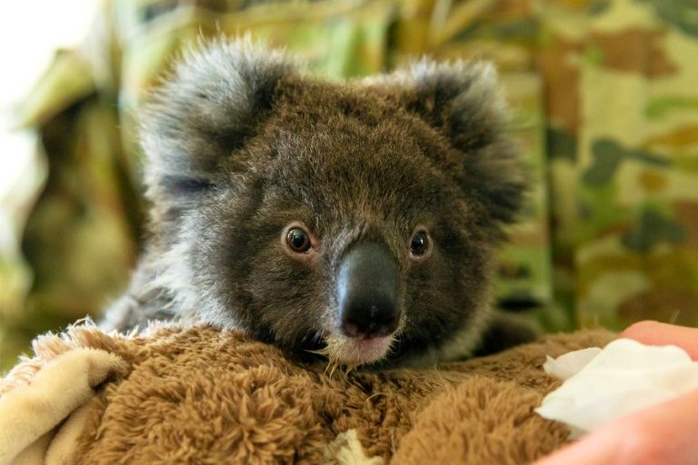 Plea for New Zealand to house fire-threatened koalas