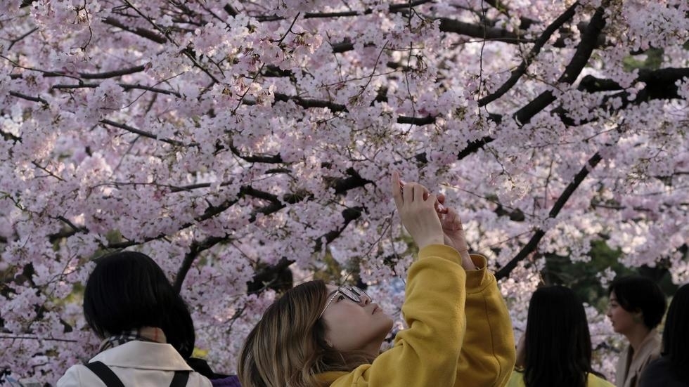 Japan cherry blossom festivals cancelled as virus fears grow