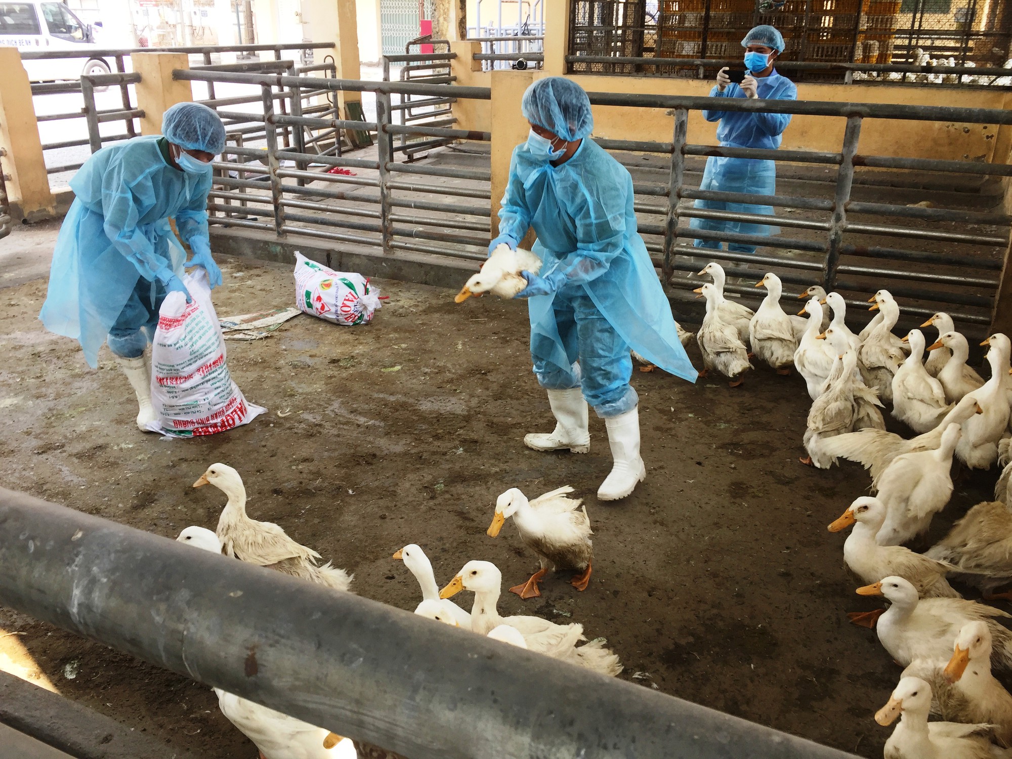 Vietnam culls 137,000 birds to contain avian influenza outbreaks