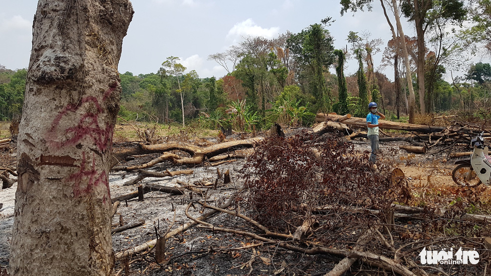 Illegal logging rampant in Vietnam’s Central Highlands