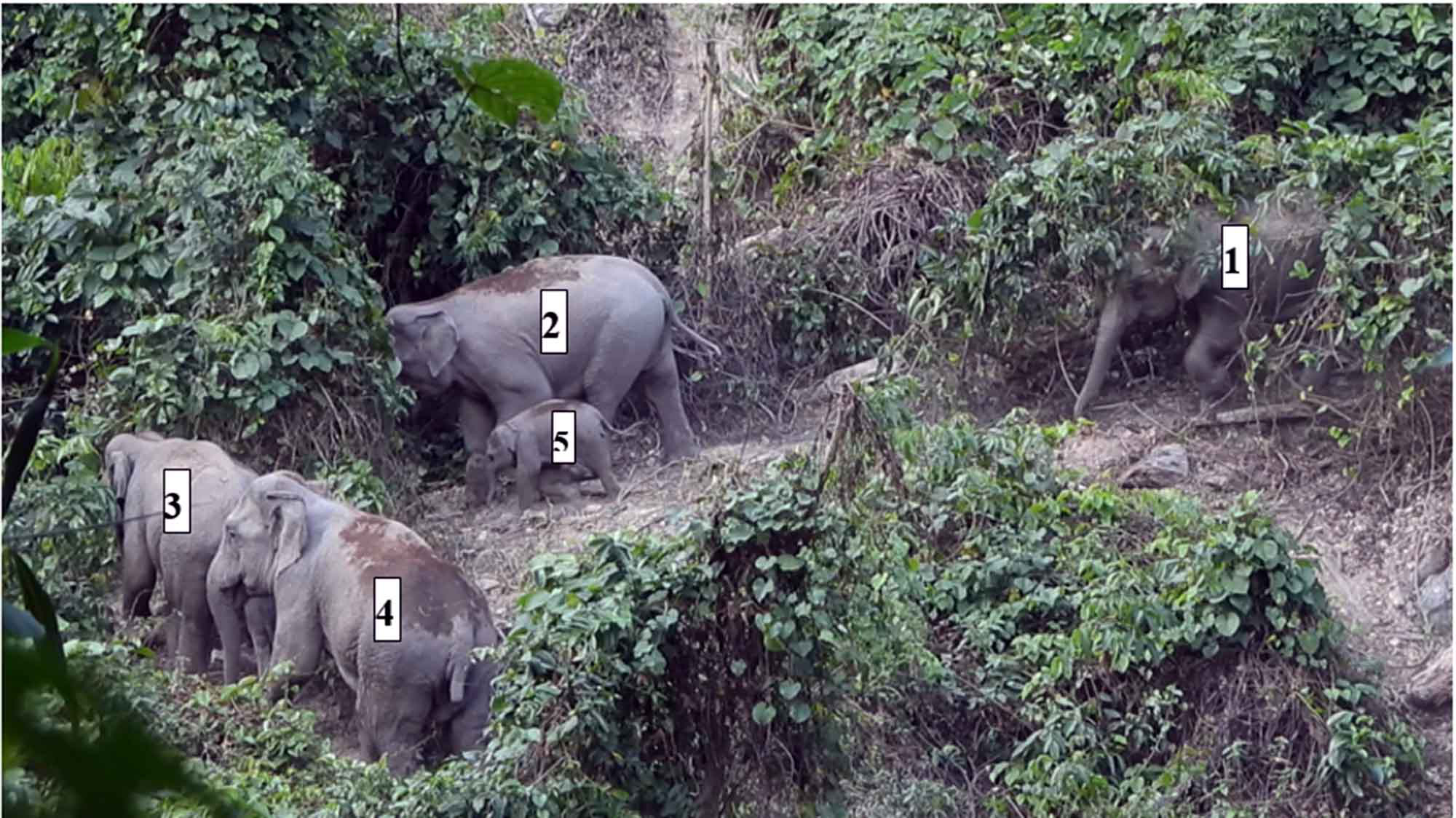 Wild elephants thrive in central Vietnam’s sanctuary
