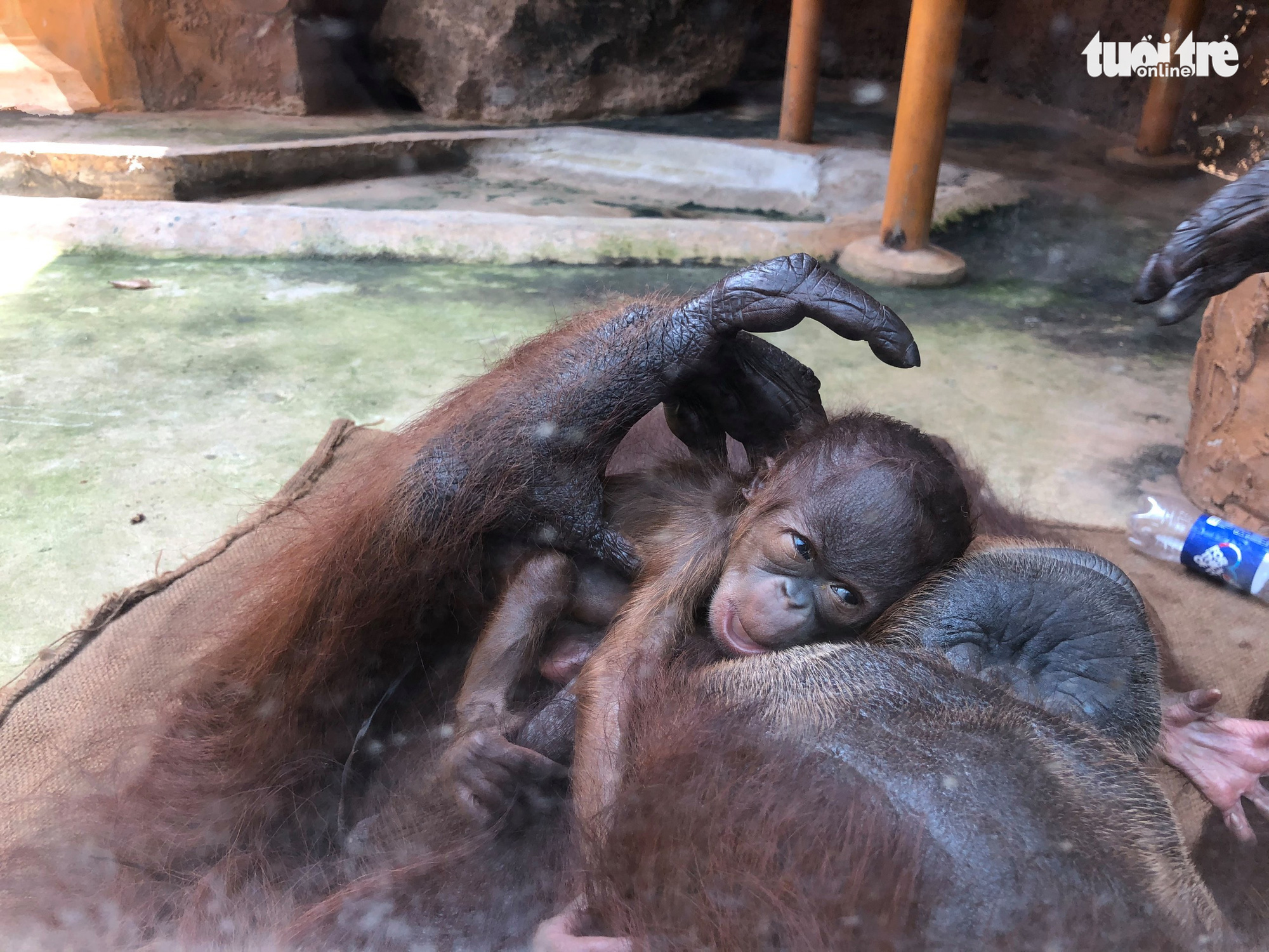 Endangered Sumatran orangutan gives birth at Saigon amusement park