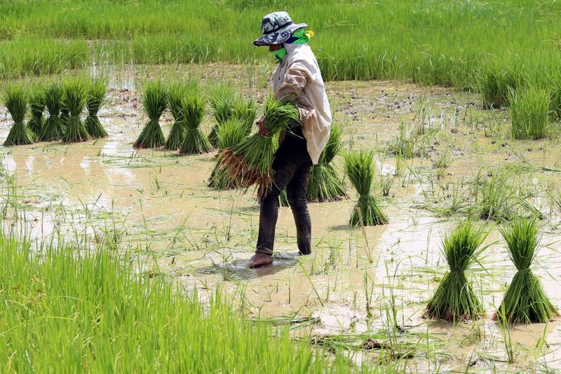 Asia Rice — Thai prices dip as demand flows to India, Vietnam