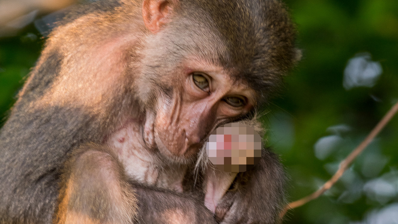 Photographer captures heart-wrenching photos of injured monkeys in Da Nang