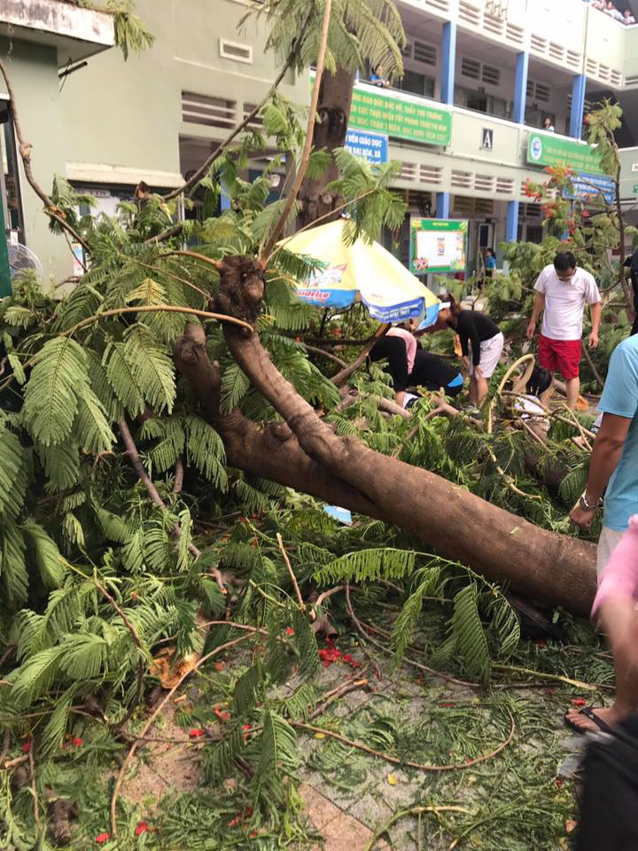 One student killed, 12 injured by falling tree in schoolyard in Ho Chi Minh City