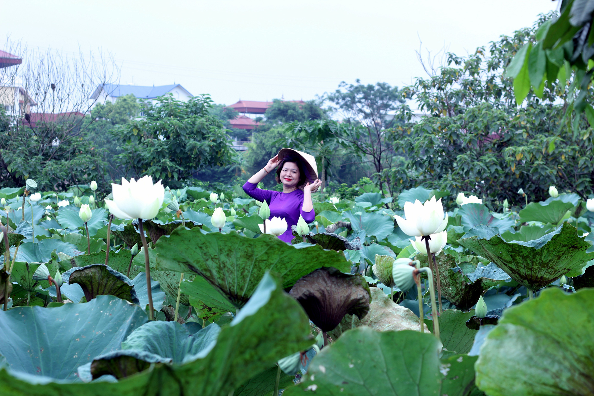 Check out this white lotus pond on the outskirts of Hanoi