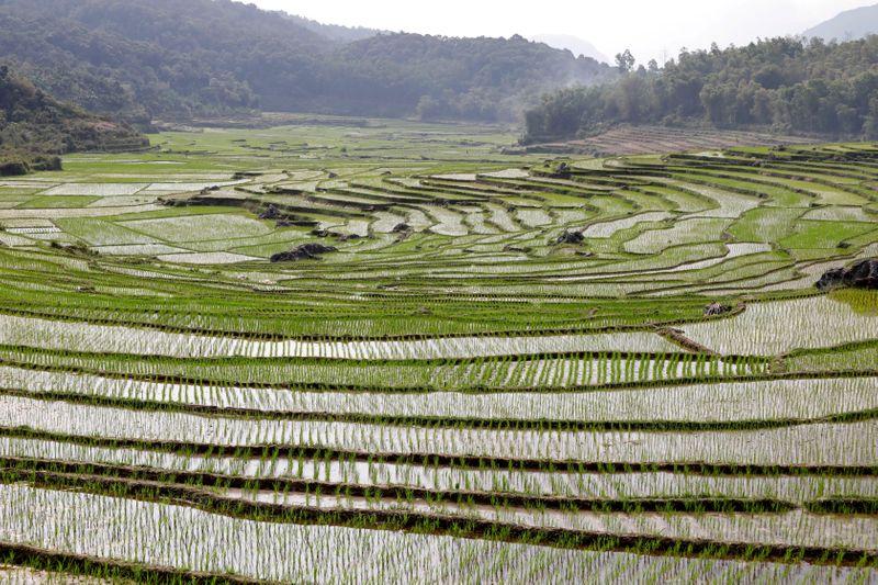 Asia Rice-India prices retreat from highs, Vietnam sees fresh offers