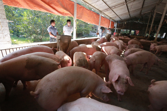 Vietnam allows import of live pigs for slaughter for first time