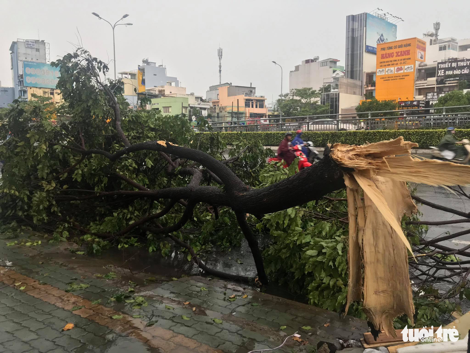 Downpour floods streets, uproots trees in Ho Chi Minh City
