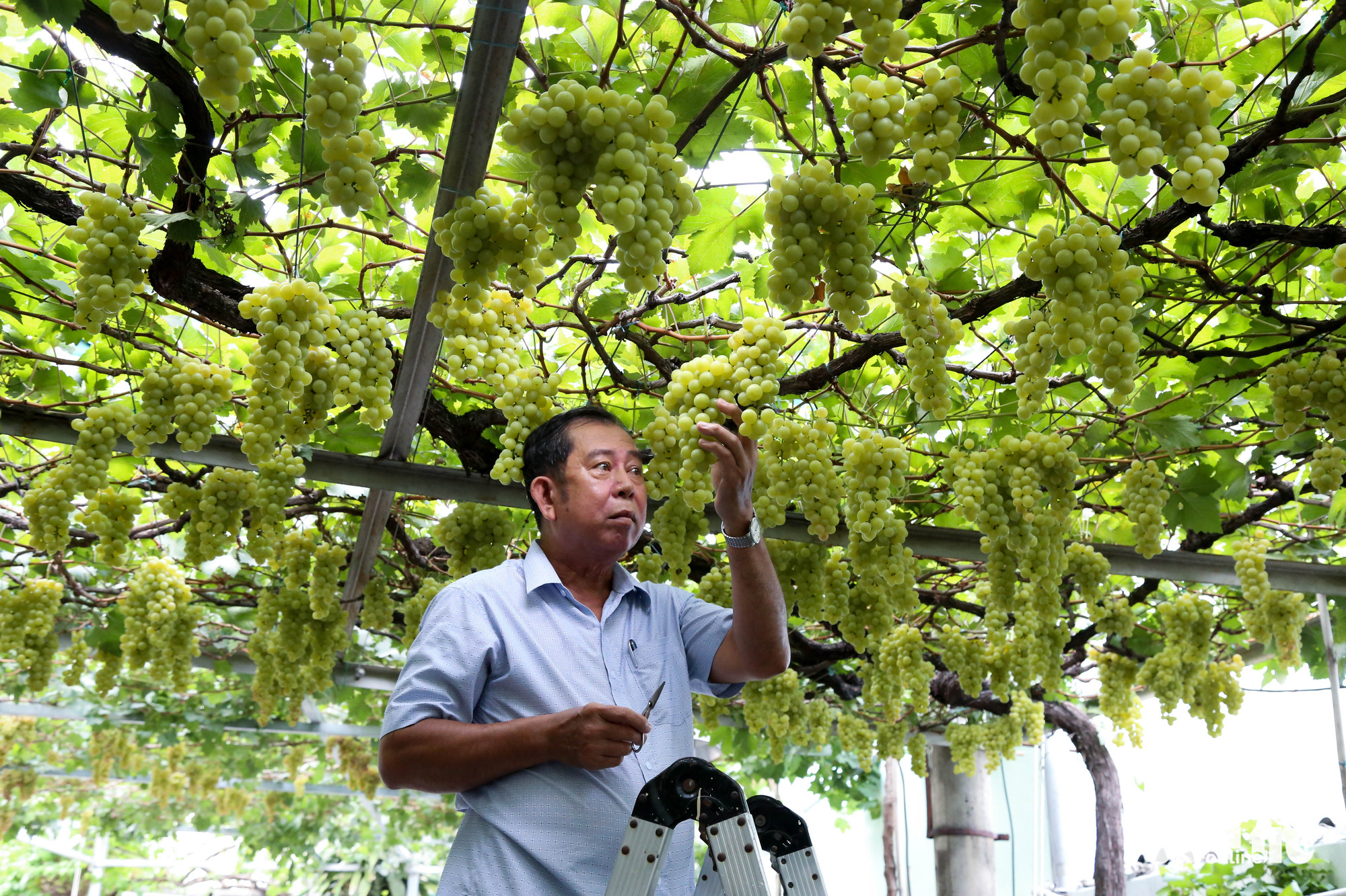 Ho Chi Minh City man’s fruit-laden grapevines inspire home gardening trend