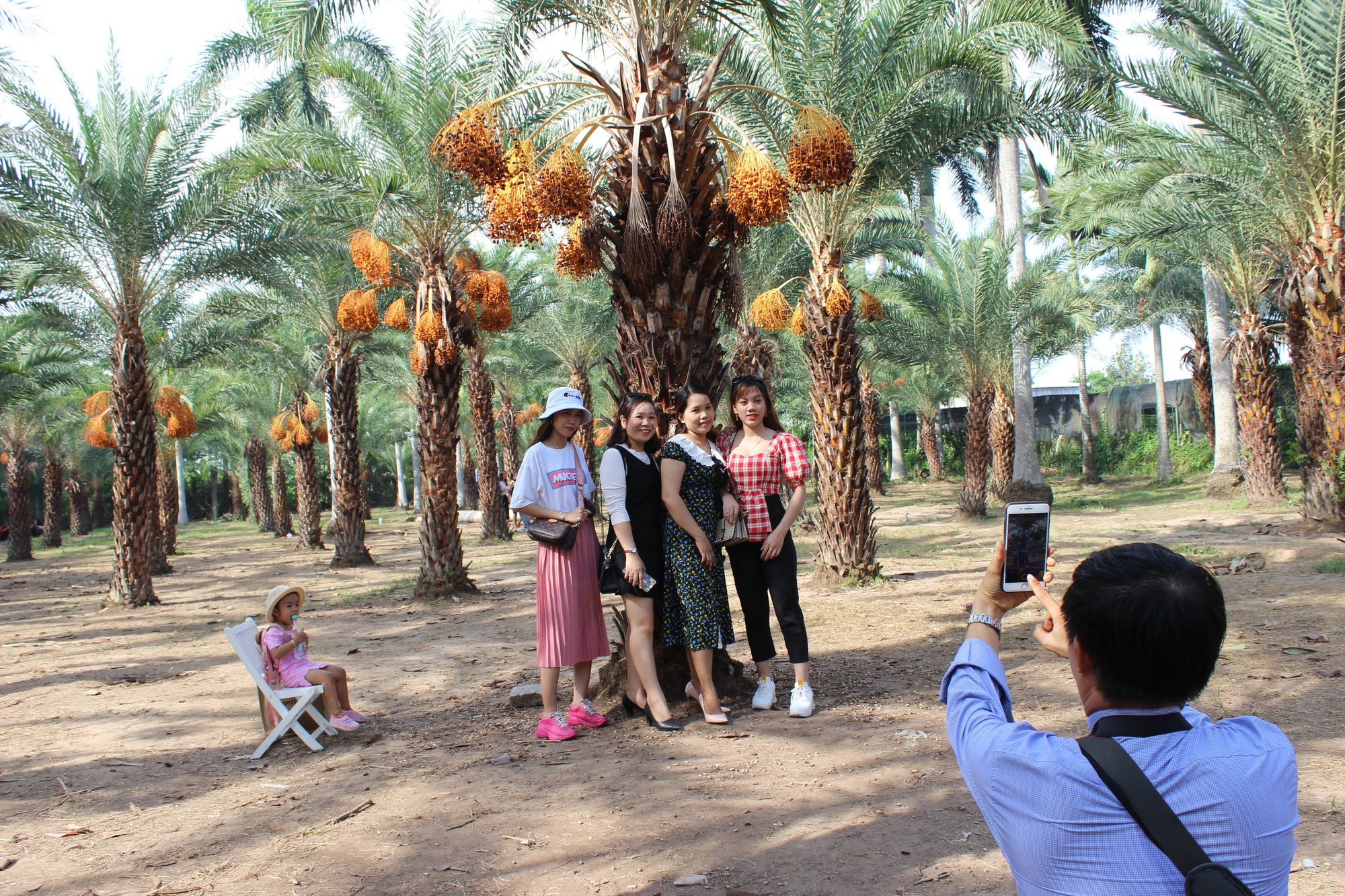 Date palm garden emerges as new photo hotspot in Vietnam’s Mekong Delta