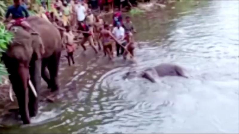Indian elephant dies after eating fruit packed with firecracker, police investigating