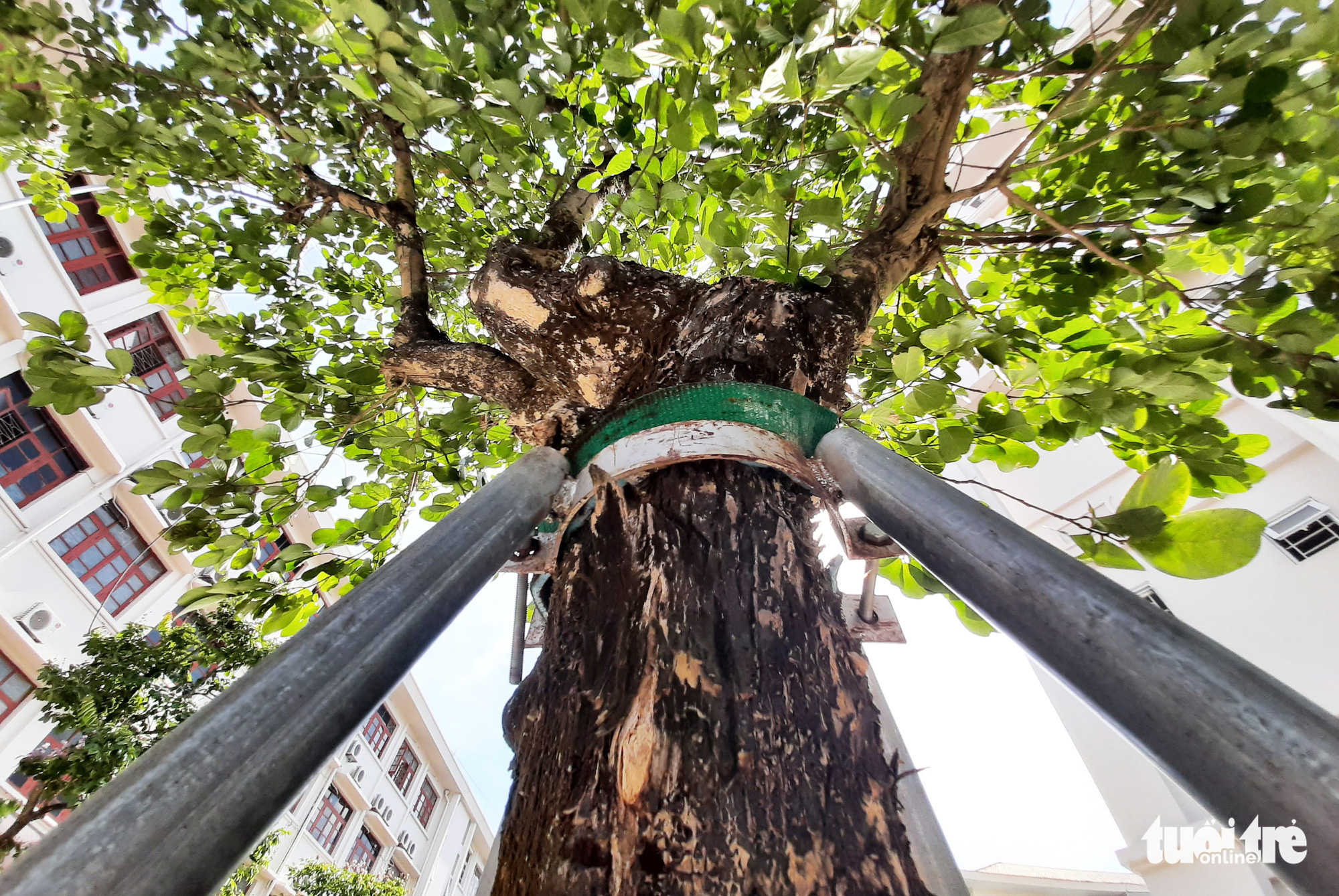 Vietnam schools give green trees ‘armor’ for safety in rainy season