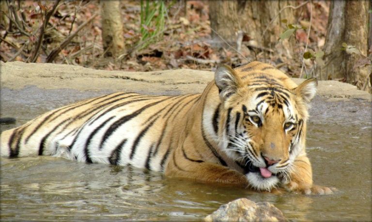 India sends 'man-eater' tiger to lifetime in captivity