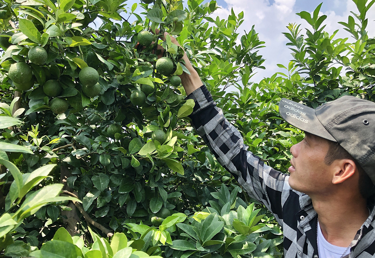 Vietnamese man overcomes sour failure, builds Mekong Delta lime farm