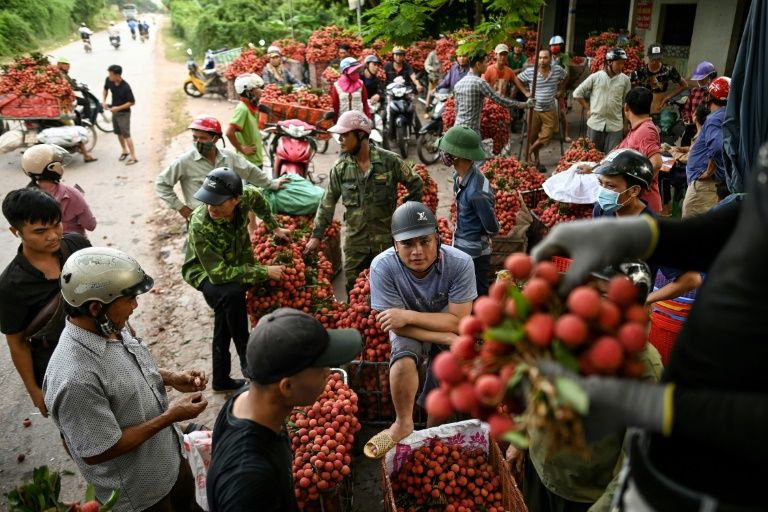 Vietnam's lychee crop not bearing fruit as prices slump