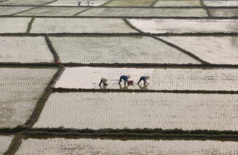 Vietnam Jan-May rice exports up 12.2% y/y to 3.09 mln tonnes: customs