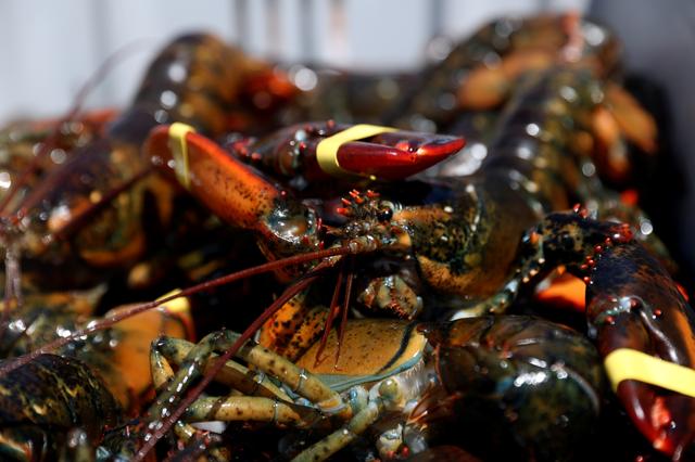 U.S. moves to protect lobster industry, threatens tariffs on China
