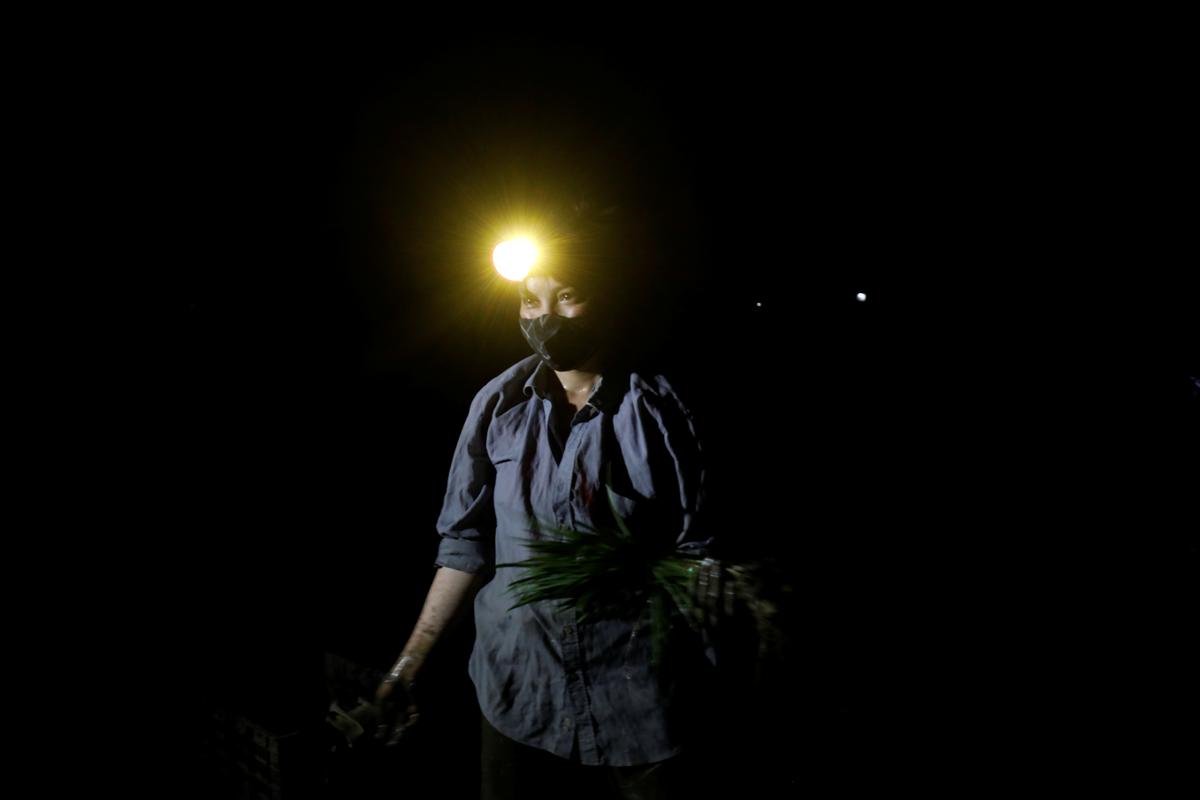 To beat the heat, Vietnam rice farmers resort to planting at night