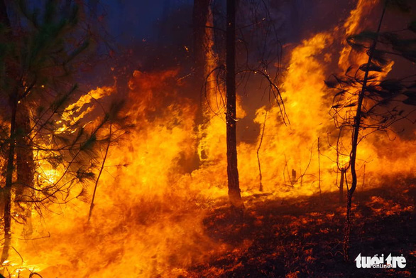 Conflagration destroys over 50ha of forest in Vietnam