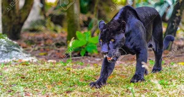 Suspected black panthers sighted in southern Vietnam may be dogs: officers