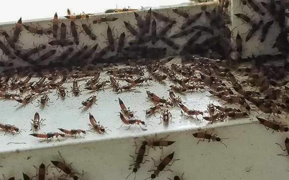 Rove beetles attack Ho Chi Minh City residential quarters