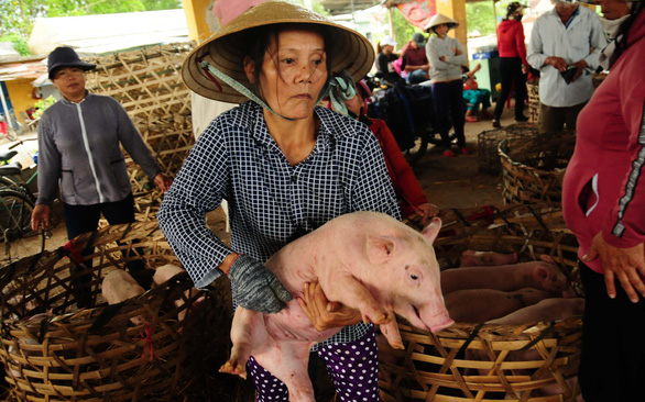 Eking out a living as pig porters in Vietnam