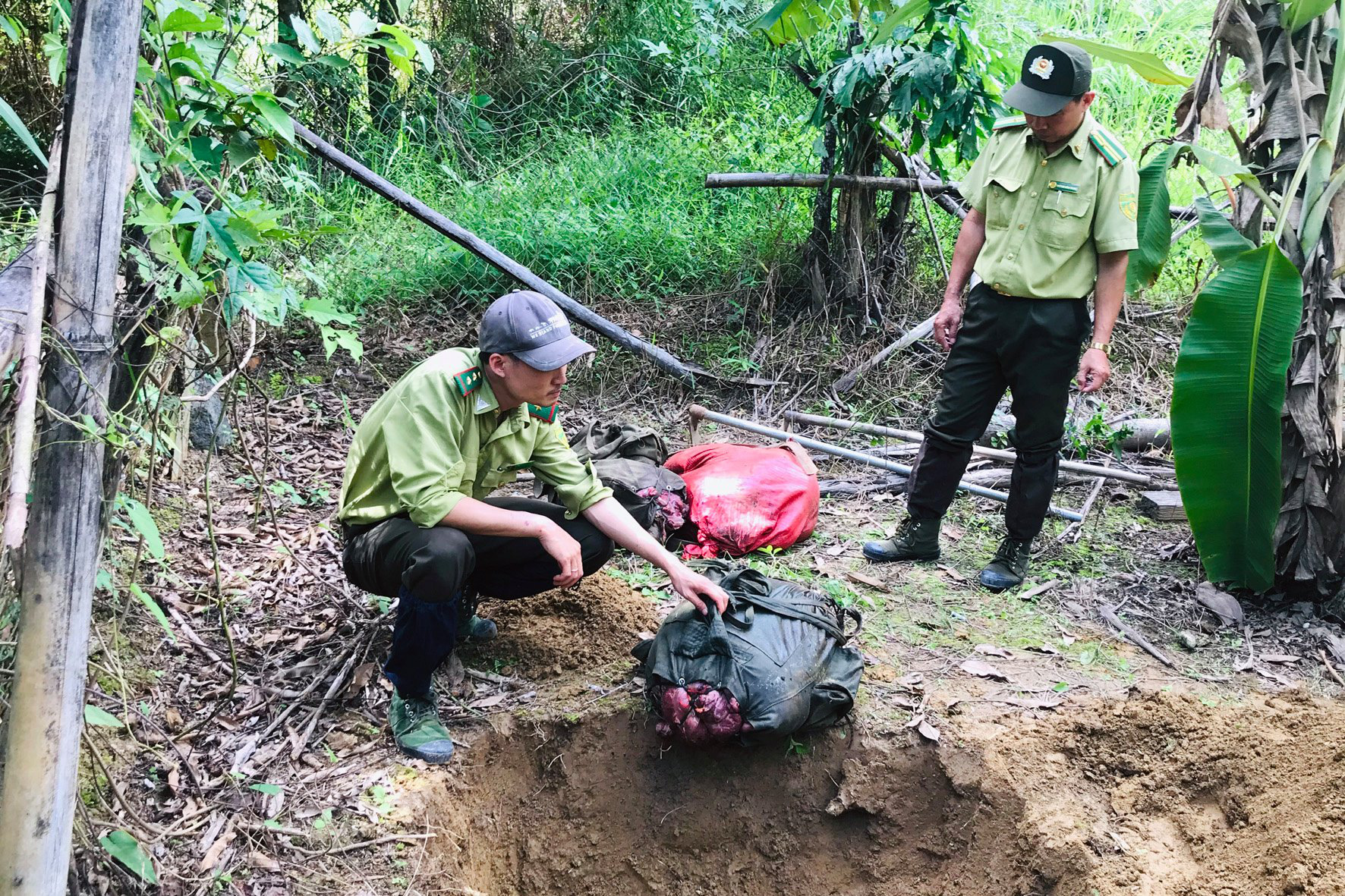 Authorities search for four suspected of slaughtering 200kg gaur in Vietnam national park