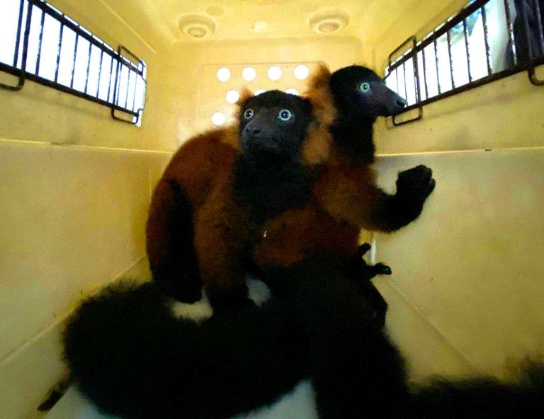 Rare twin red-ruffed lemurs born at Singapore zoo