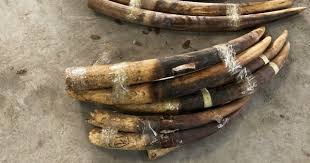 Three jailed for combined 32 years for smuggling elephant tusks, rhino horns in Hanoi