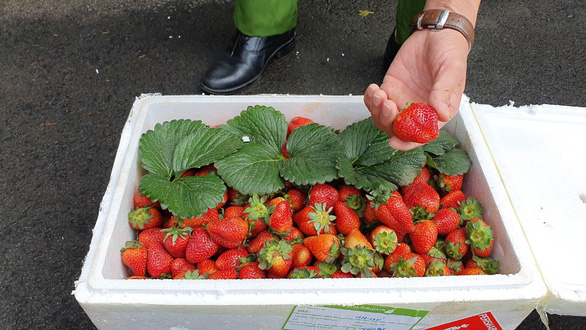 Chinese strawberries found with excessive pesticide residues in Vietnam’s Central Highlands