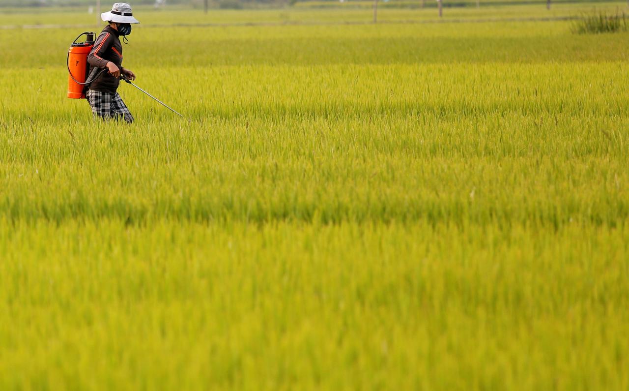 Asia Rice-Virus slows Indian exports; heavy flooding hits Bangladesh