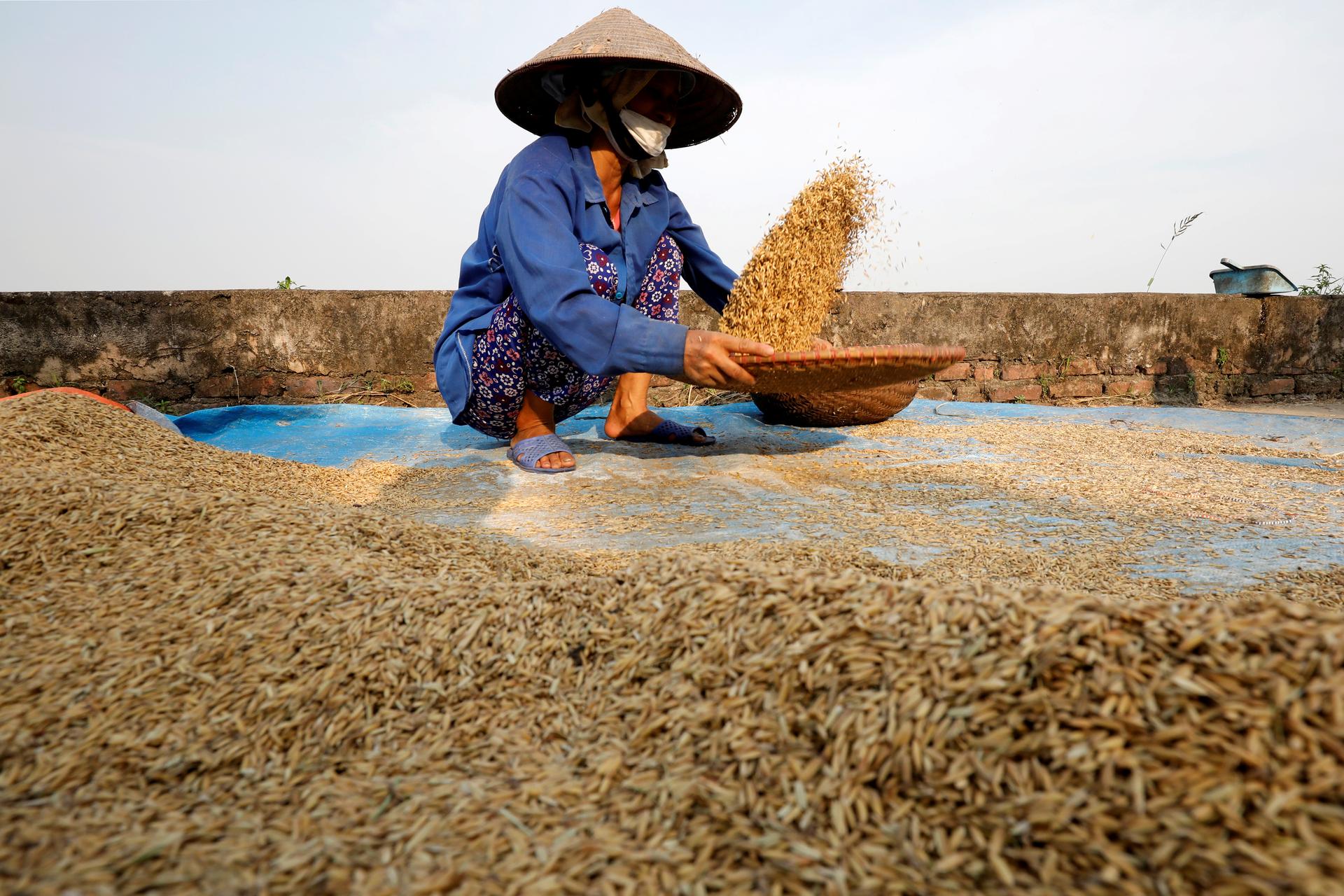 Vietnam rice prices plunge to near 12-year low as demand dries up
